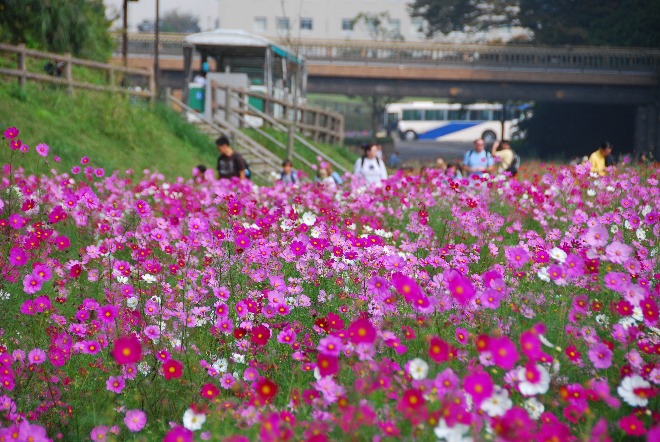 自然の地形を生かした公園「くりはま花の国」では、四季折々の花が咲き誇ります。一面に広がる秋のコスモスは必見です。（ホテルから車で約20分）