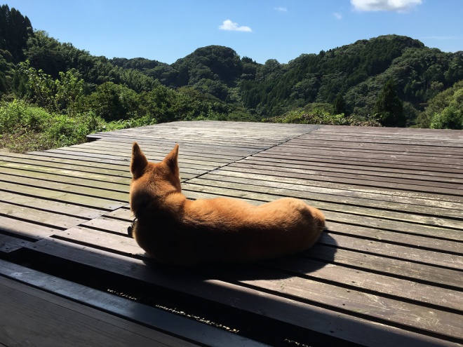 「何があっても生きていけるという自信」激務のライターから里山の雑穀料理人になって