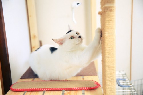 鈴之助を迎えるにあたり猫タワーを作成しました！　ご満悦のご様子。 