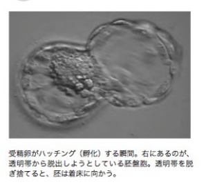 受精卵も「孵化」する