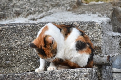 尾道といえば猫。宝土寺入口にも。