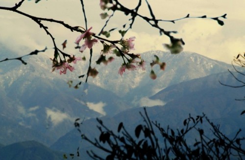 r雪の立山と桜