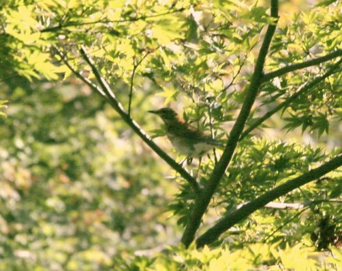 鳥rウートピ6回目