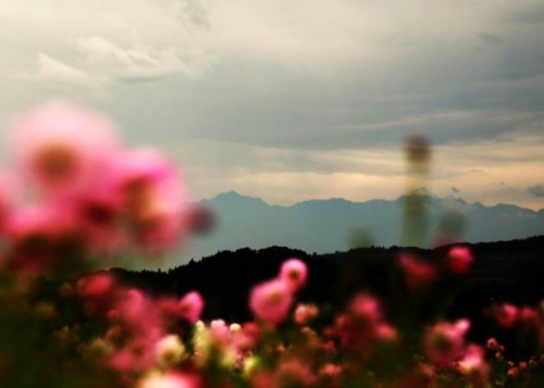 花と山の風景