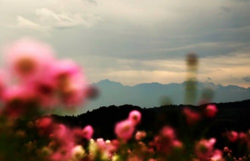 top_花と山の風景