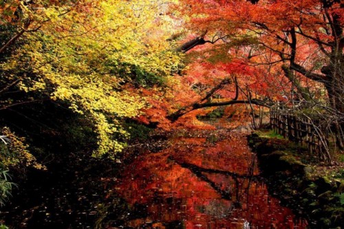 紅葉