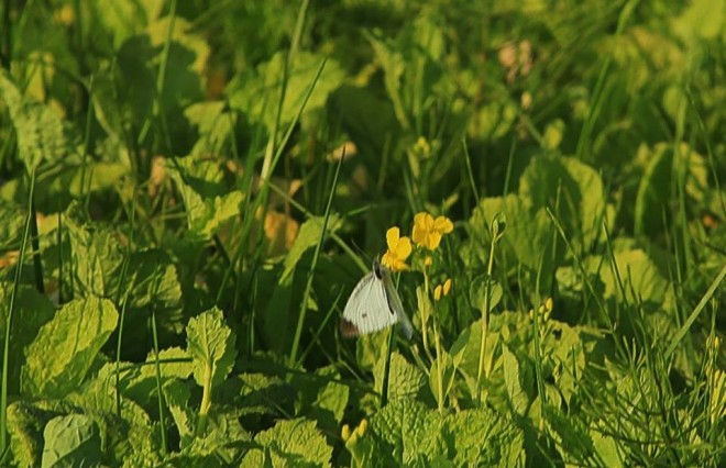 iju11_3