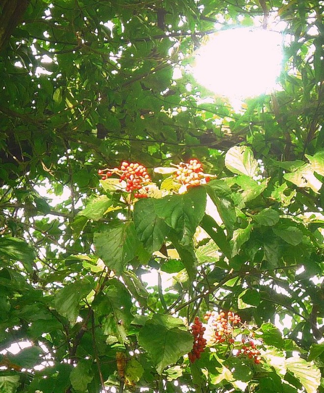 iju11_4