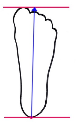 ↑青線の長さを測れば、それが自分の足長です。 