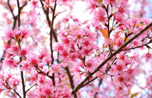 間違った花粉症対策していない？耳鼻咽喉科医に聞いた花粉症のウソ・ホント