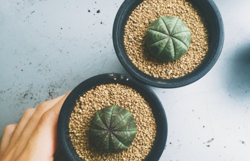 植物との生活、始めてみない？　ズボラ女子でもOKな「多肉植物」