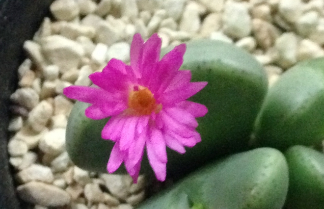 例えるなら年下男子！　オフィスにもお部屋にもぴったりのコノフィツム【多肉植物】