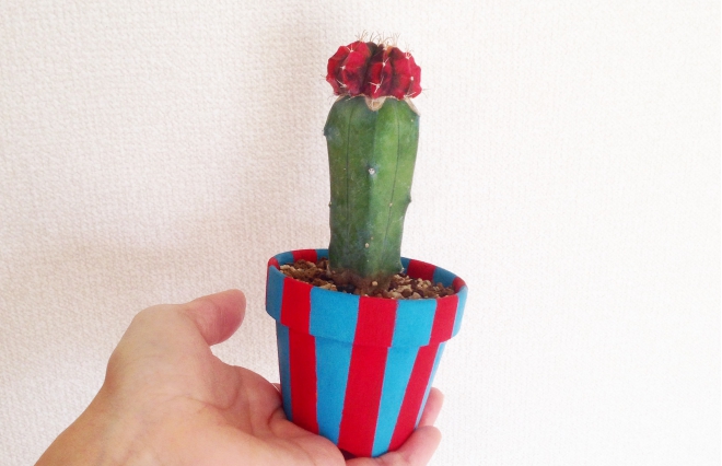 こんなにかわいかったんだ…！　真っ赤なサボテンで毎日を華やかに【多肉植物】