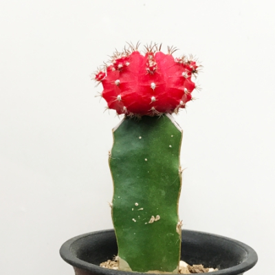 hibotan