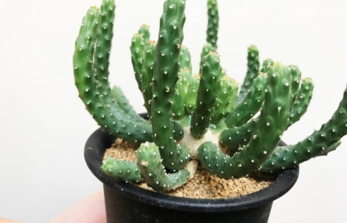 年上男子みたいな渋い魅力　ミステリアスな「九頭竜」で浄化されたい【多肉植物】