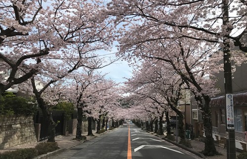 想像通りの桜並木だった／本人撮影