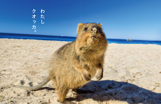 笑顔でも悲しんでるときはある【クオッカ】