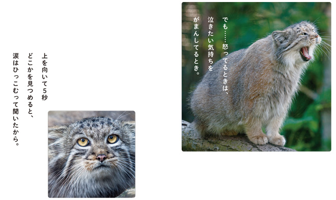 manuruneko_hm_0903-18