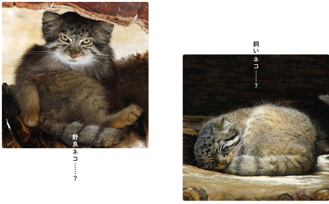 manuruneko_hm_0903-4