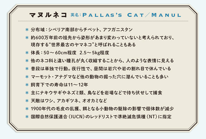 manuruneko_hm_0903-47