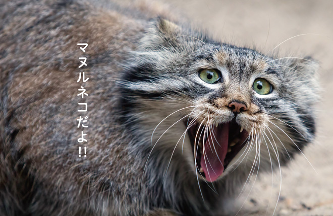 manuruneko_hm_0903-7