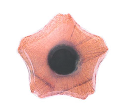 atama