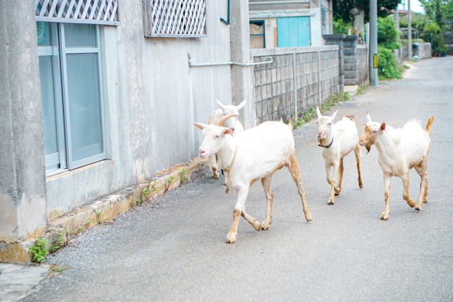 ヤギが現れた！この日は5匹のヤギとお散歩しました