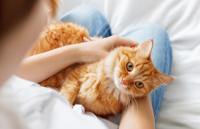 猫アレルギーの治療はアレルゲンの特定から…市販薬で治療できる？【専門医に聞く】