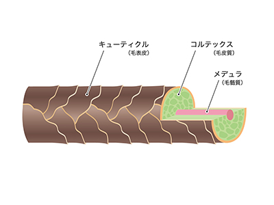 hair_cross_section