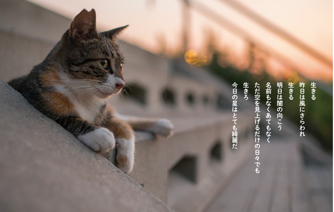 『猫から目線』より