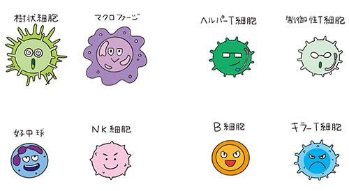 獲得免疫細胞2