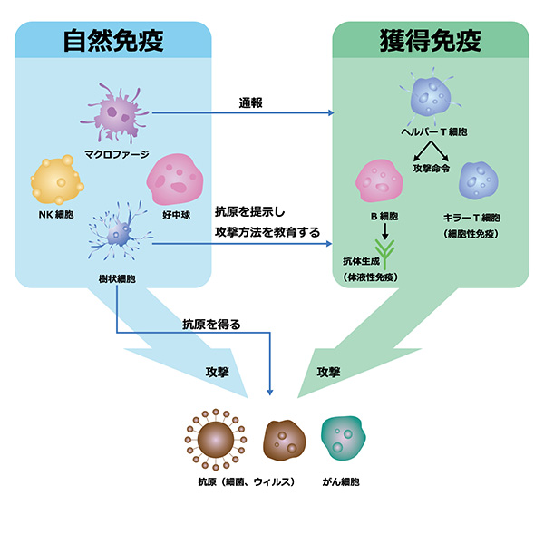 第6回_免疫システムB