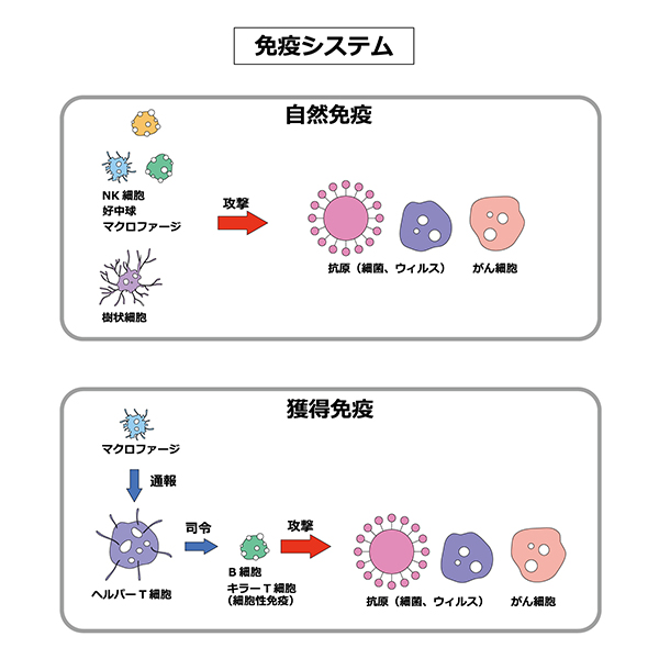 第6回_免疫システムAl