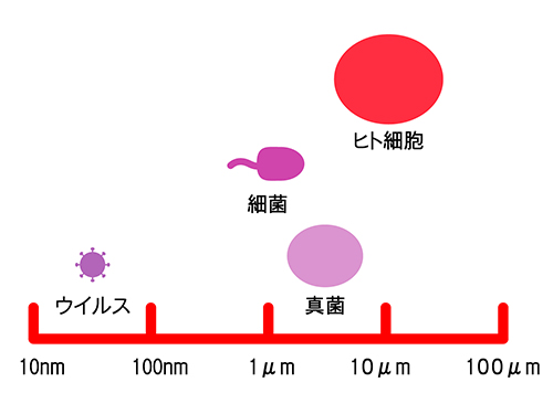 ウイルス、細菌、真菌の大きさの比較。ウイルスは極小であることがわかる。