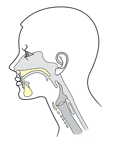 The,Structure,Of,The,Nasopharynx,In,Section,,Isolated,On,White